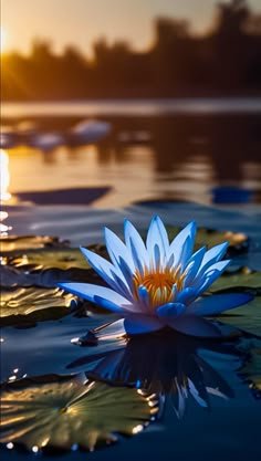 lotus flower images