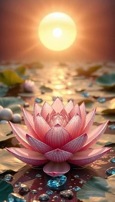 lotus flower images