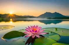 lotus flower images