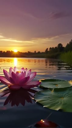 lotus flower images