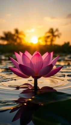 lotus flower images