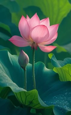 lotus flower images