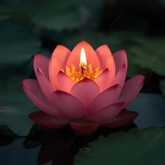 lotus flower images