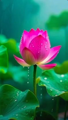 lotus flower images