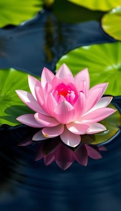 lotus flower images