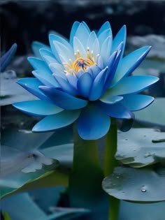 lotus flower images