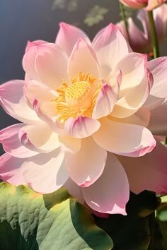 lotus flower images