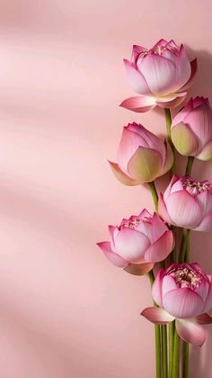 lotus flower images