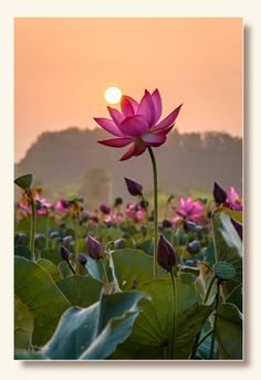 lotus flower images