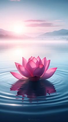 lotus flower images