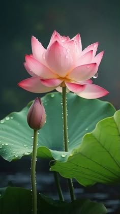 lotus flower images