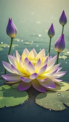 lotus flower images