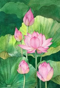 lotus flower images