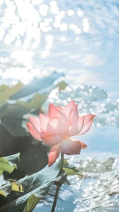 lotus flower images