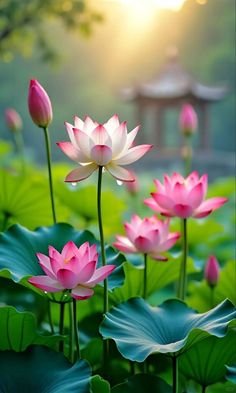 lotus flower images