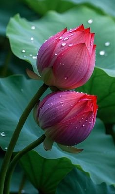lotus flower images