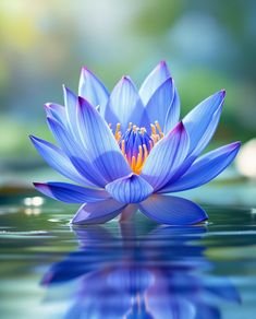 lotus flower images