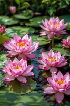 lotus flower images