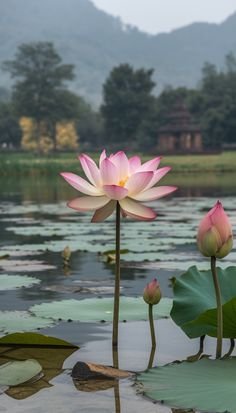 lotus flower images