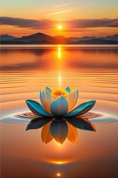 lotus flower images